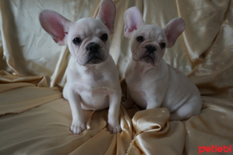 Fransız Bulldog, Köpek  Mükemmel kadın fransız bulldog yavru fotoğrafı