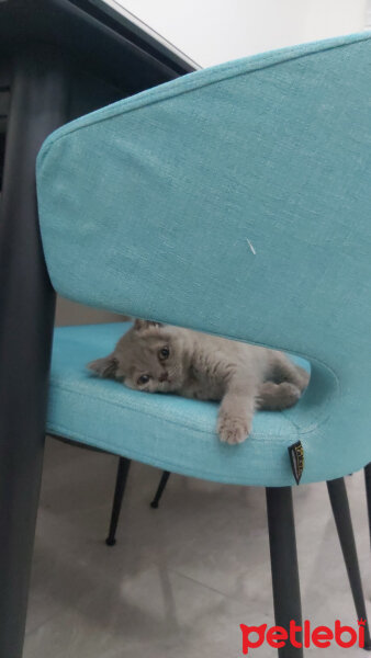 Scottish Fold, Kedi  Gümüş fotoğrafı