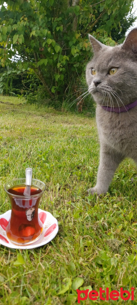 British Shorthair, Kedi  Duman fotoğrafı