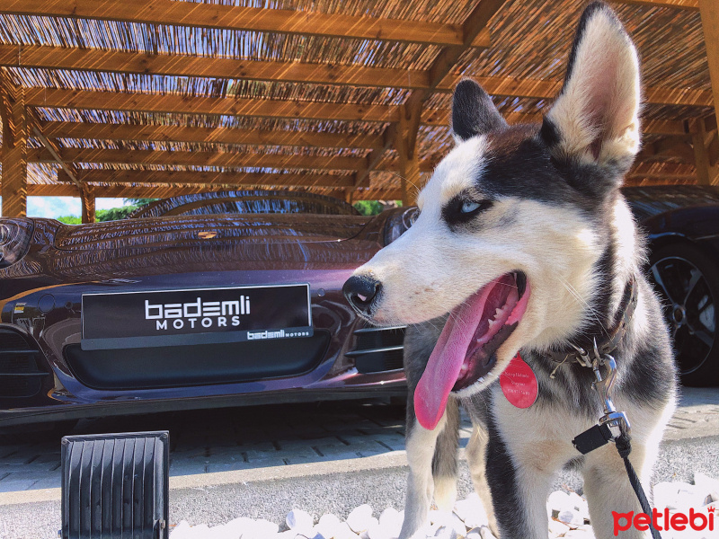 Sibirya Kurdu (Husky), Köpek  Noyan fotoğrafı