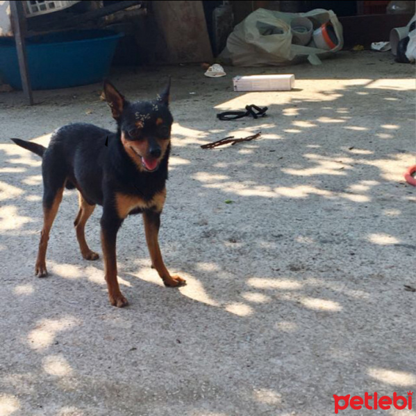 Chihuahua, Köpek  Çaça fotoğrafı