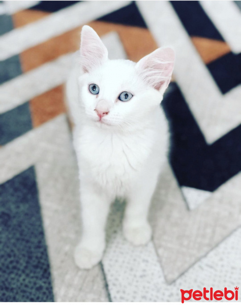 Van Kedisi, Kedi  Mia fotoğrafı