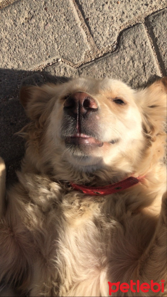 Golden Retriever, Köpek  Ciklet fotoğrafı