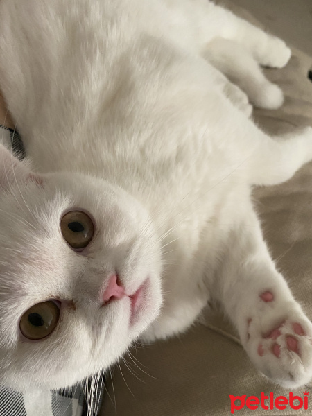 Scottish Fold, Kedi  Lilith fotoğrafı
