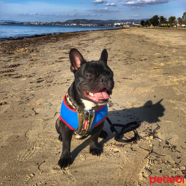 Fransız Bulldog, Köpek  Ares fotoğrafı