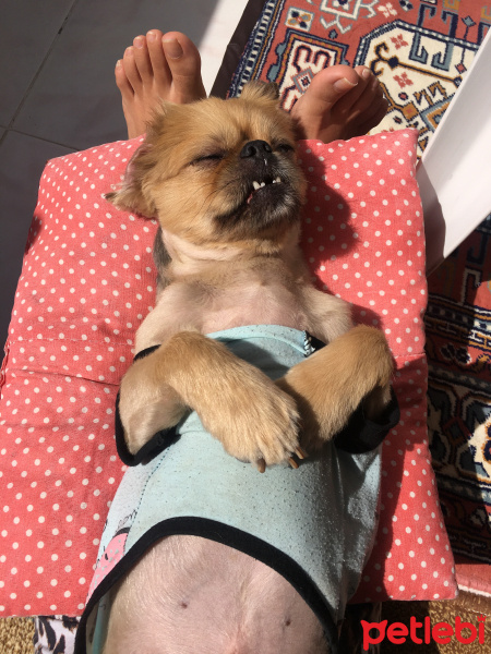 Pekingese, Köpek  Feo fotoğrafı