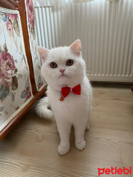 Scottish Fold, Kedi  Antonio fotoğrafı