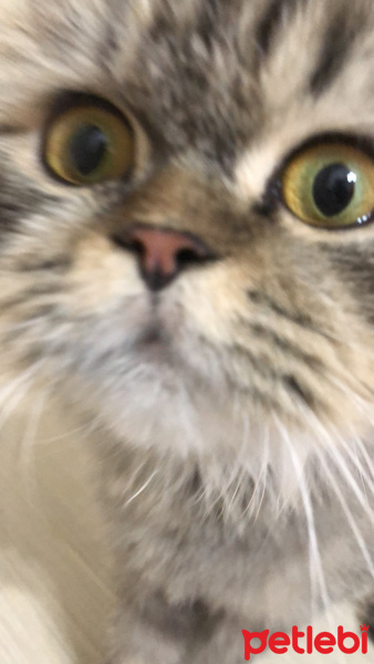 British Shorthair, Kedi  Carla fotoğrafı