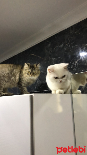British Shorthair, Kedi  Carla fotoğrafı