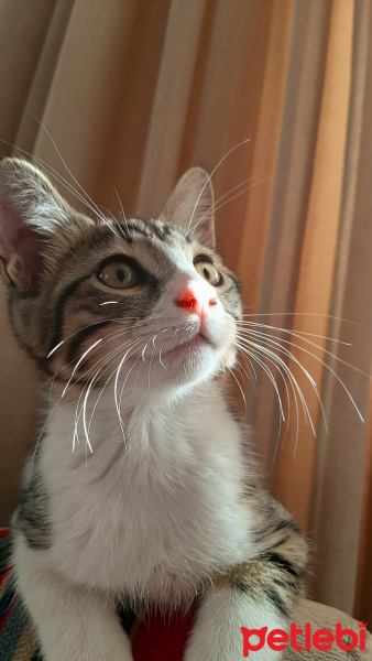 Tekir Kedi, Kedi  Luna fotoğrafı