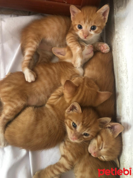 European Shorthair, Kedi  patiler fotoğrafı