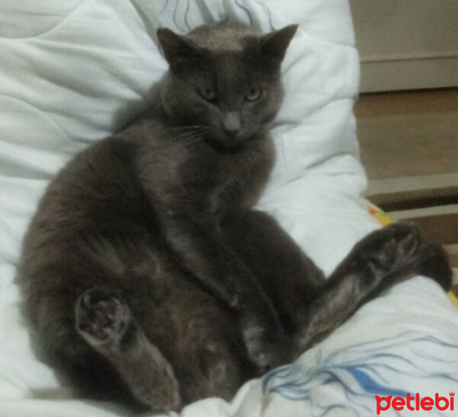 Mavi Rus, Kedi  Sam fotoğrafı
