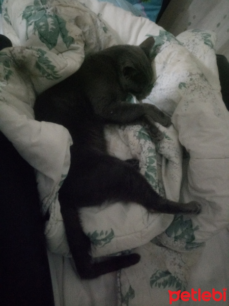 Mavi Rus, Kedi  Sam fotoğrafı