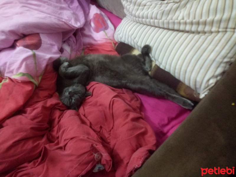 Mavi Rus, Kedi  Sam fotoğrafı