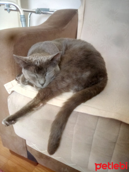 Mavi Rus, Kedi  Sam fotoğrafı