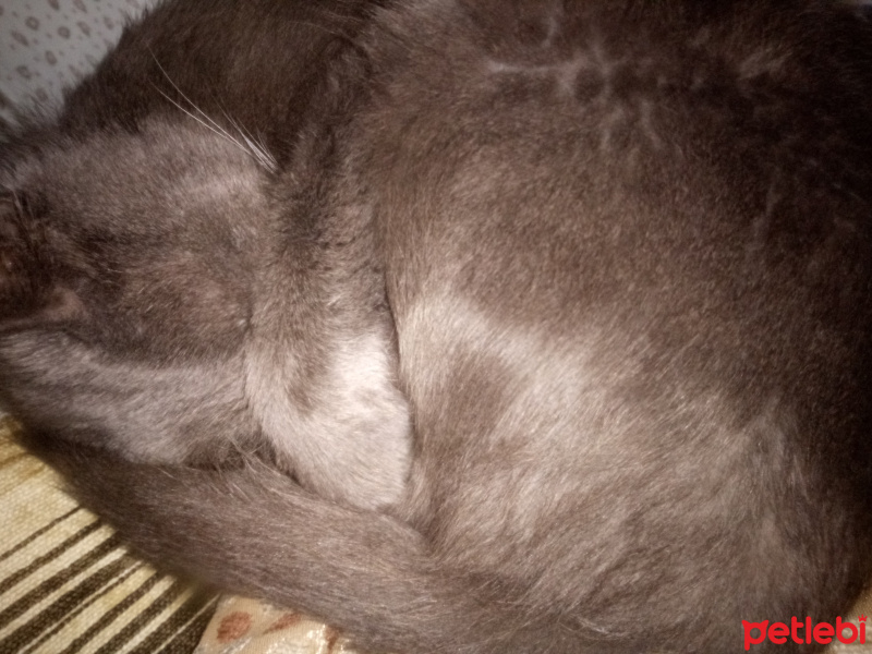 Mavi Rus, Kedi  Sam fotoğrafı