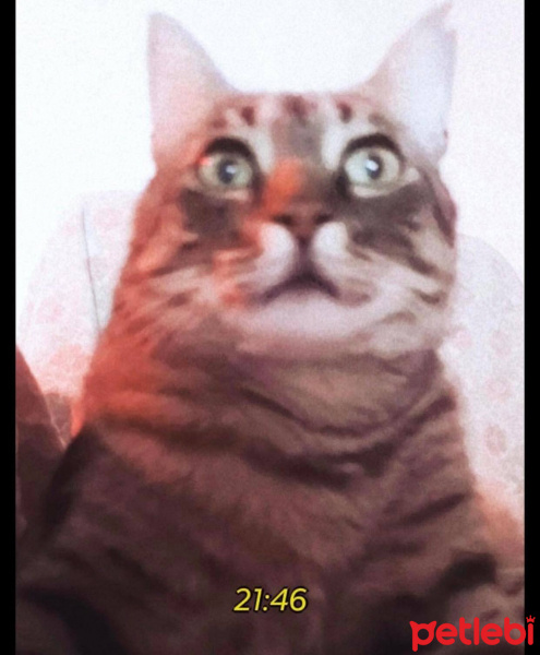 Tekir Kedi, Kedi  Madonna fotoğrafı