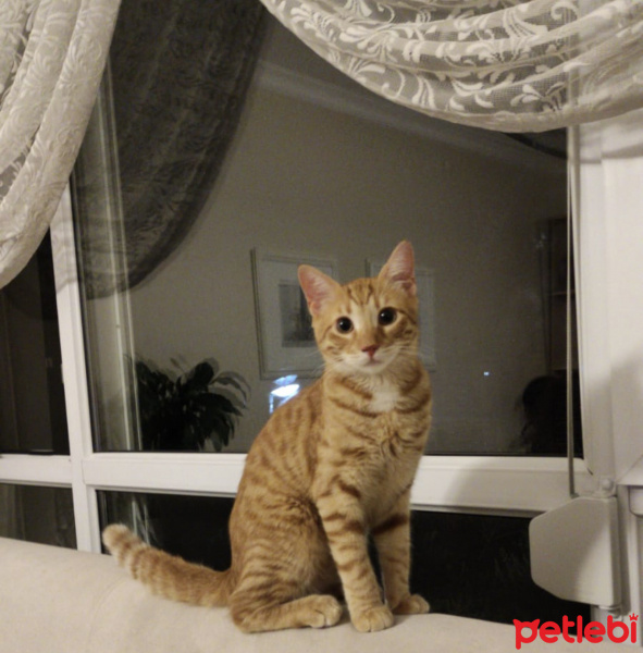 Sarman, Kedi  Tarçın fotoğrafı