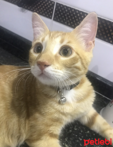 Sarman, Kedi  Tarçın fotoğrafı