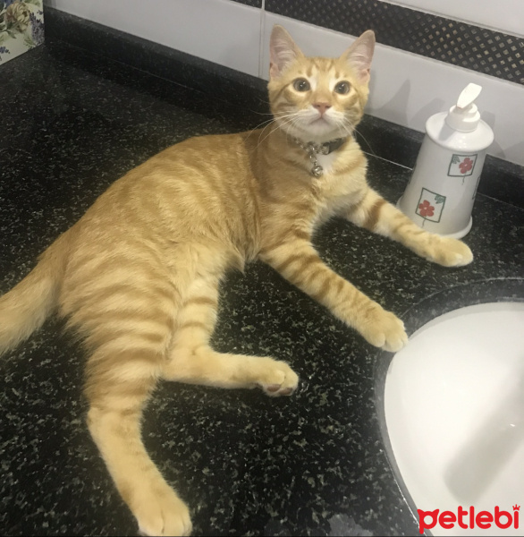 Sarman, Kedi  Tarçın fotoğrafı