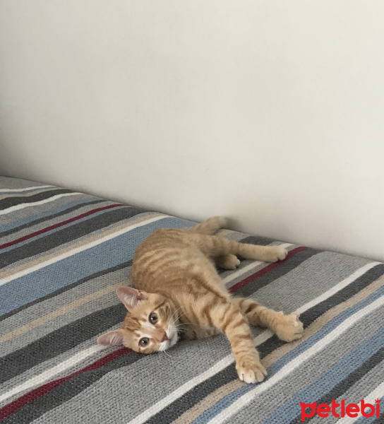 Sarman, Kedi  Tarçın fotoğrafı