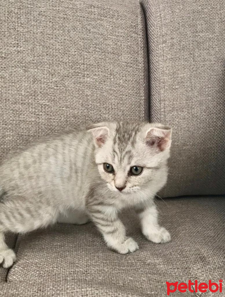 Scottish Fold, Kedi  semiramis fotoğrafı