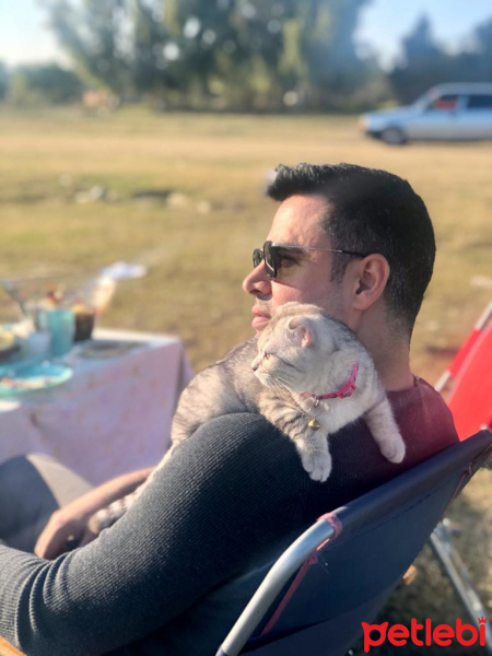 Scottish Fold, Kedi  semiramis fotoğrafı