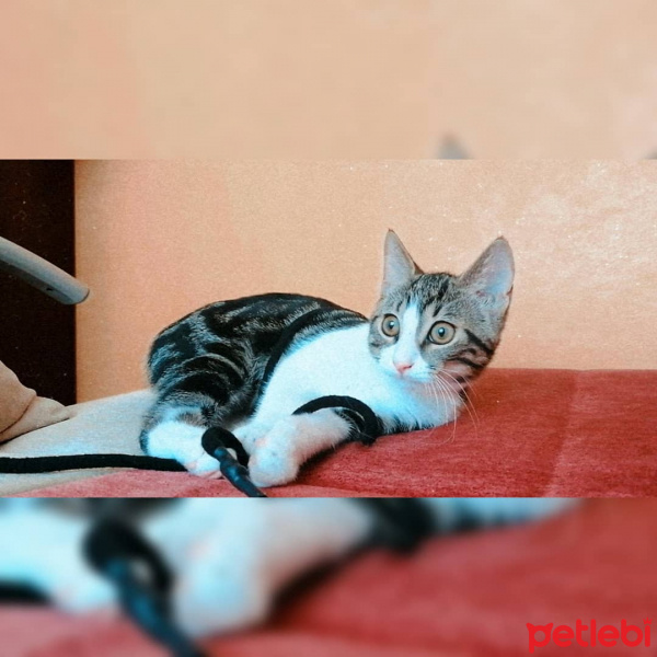 Tekir Kedi, Kedi  Sylvester Mahmut fotoğrafı