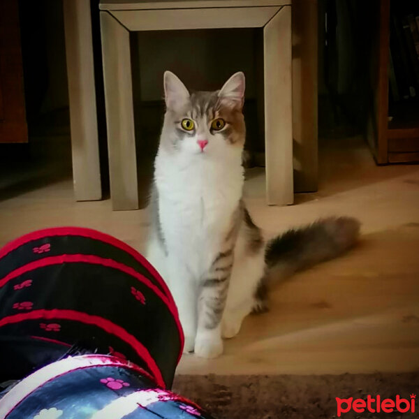 Tekir Kedi, Kedi  Mia fotoğrafı