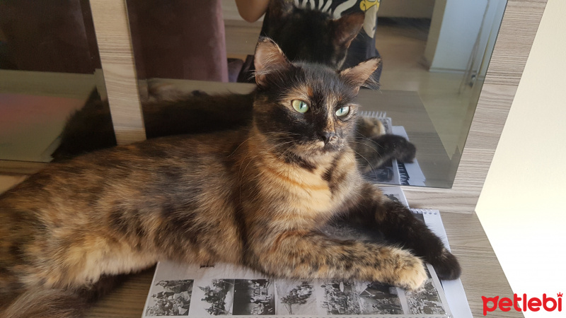 Tekir Kedi, Kedi  Mia fotoğrafı