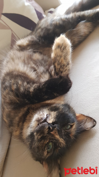 Tekir Kedi, Kedi  Mia fotoğrafı