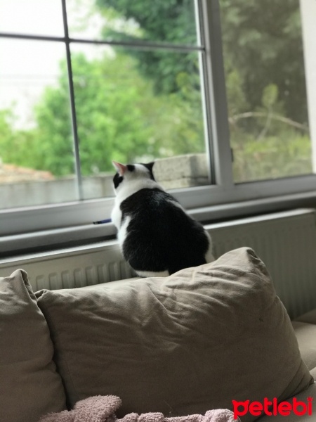 British Shorthair, Kedi  MURPY fotoğrafı