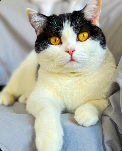 British Shorthair, Kedi  MURPY fotoğrafı