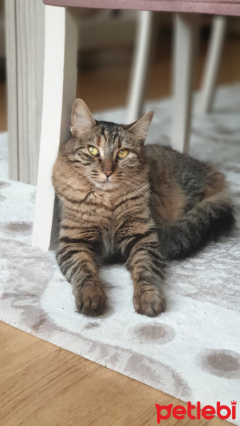Tekir Kedi, Kedi  Leo fotoğrafı