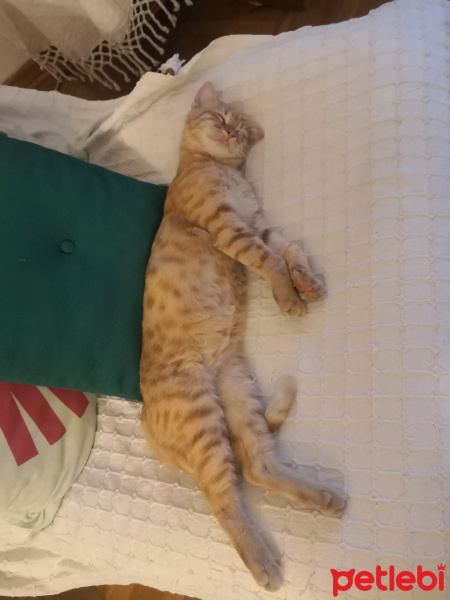 Sarman, Kedi  Portiş fotoğrafı