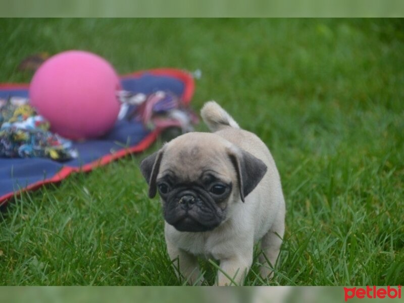 Pug, Köpek  shannel fotoğrafı