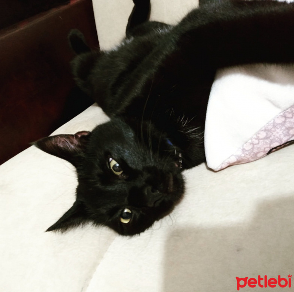 Bombay, Kedi  Bulut fotoğrafı