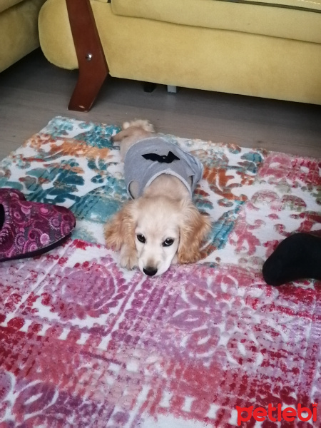İngiliz Cocker Spaniel, Köpek  Alex fotoğrafı
