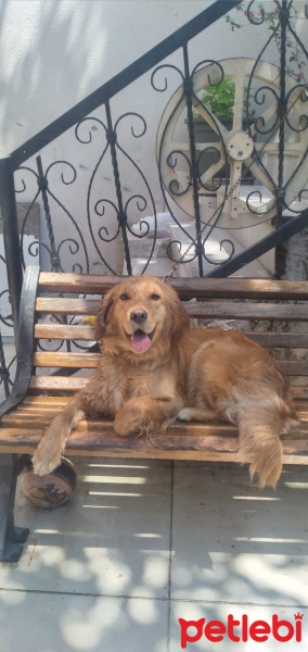 Golden Retriever, Köpek  Lokum fotoğrafı