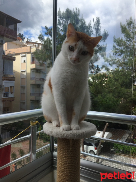 Sarman, Kedi  Fuzuli fotoğrafı