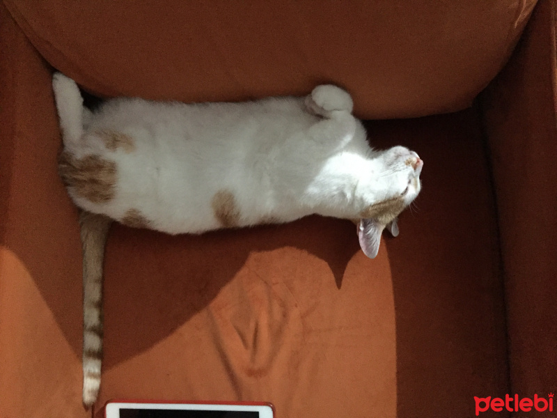 Sarman, Kedi  Fuzuli fotoğrafı