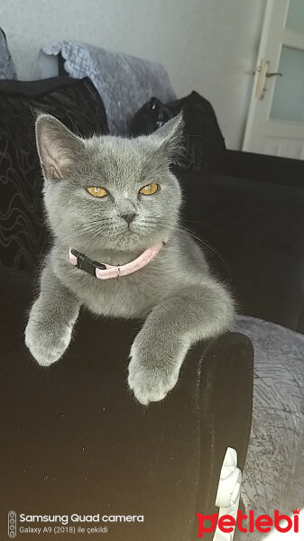 British Shorthair, Kedi  Lila fotoğrafı