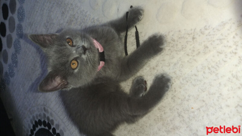 British Shorthair, Kedi  Lila fotoğrafı