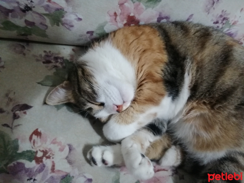 Tekir Kedi, Kedi  Badem fotoğrafı