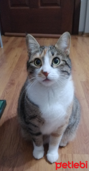 Tekir Kedi, Kedi  Badem fotoğrafı