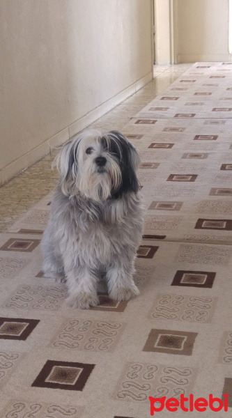 Maltese, Köpek  Messi fotoğrafı