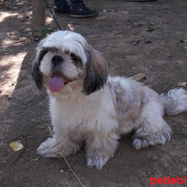 Shih Tzu, Köpek  Berduş fotoğrafı