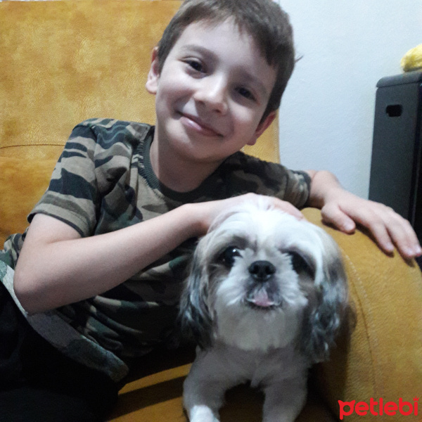 Shih Tzu, Köpek  Berduş fotoğrafı