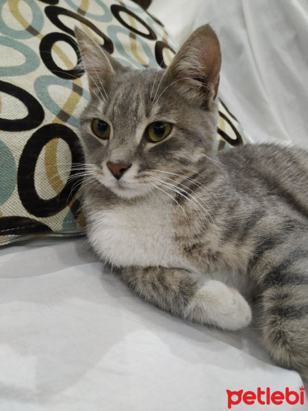 Tekir Kedi, Kedi  Masum fotoğrafı