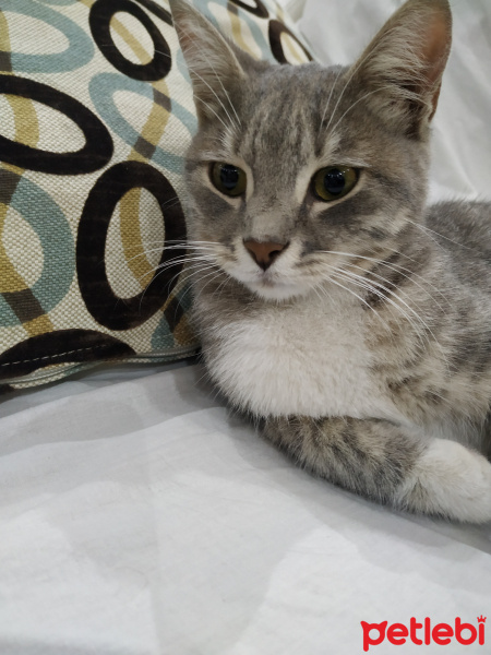 Tekir Kedi, Kedi  Masum fotoğrafı